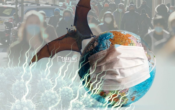 Yeni yarasa koronavirusu tapıldı - Alimlər ehtiyatlı olmağa çağırır