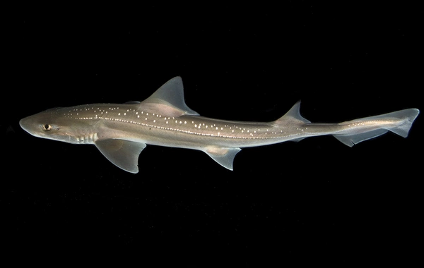 Biologists recorded shark conversations for the first time