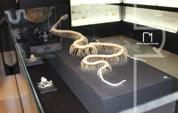 Palçıq Vulkanları Turizm Kompleksi – Azərbaycanın təbiət möcüzələrinə açılan yeni qapı