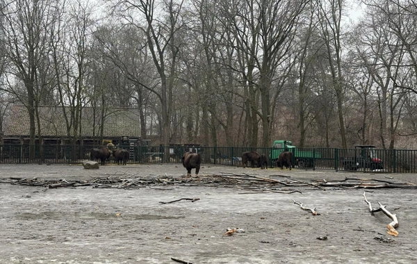 Almaniyadan Azərbaycana 18 zubr yola salınıb