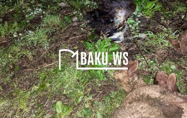 "Evlər meşələrə yaxın tikilib" - Ayıların kəndlərə hücumu ilə bağlı RƏSMİ AÇIQLAMA