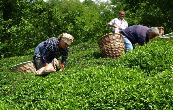 Çay idxalı aşağı düşəcək: Qiymət qalxacaq?