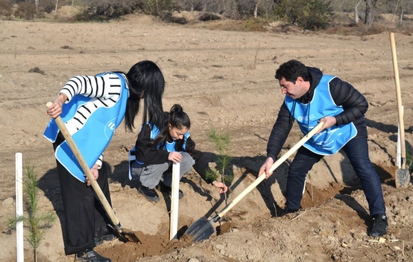 IDEA Bərdə və Beyləqanda kütləvi ağacəkmə aksiyaları təşkil edib