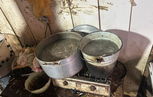 Masallıda qanunsuz fəaliyyət göstərən toyuq kəsimi sexi aşkarlandı