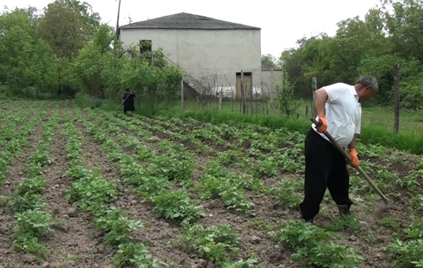 Tovuzlu fermerlər: "Məhsulumuzu rayon bazarına da çıxara bilmirik"