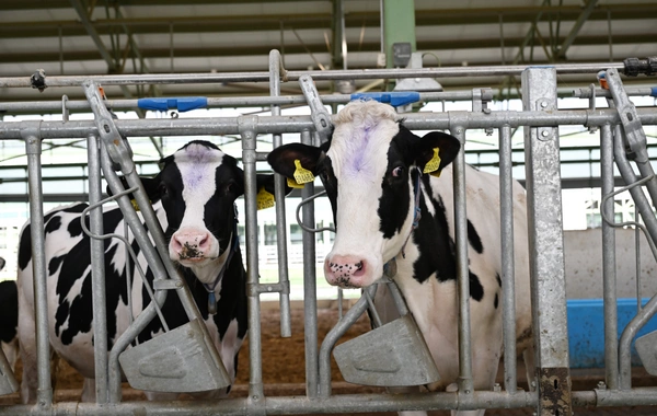 Prezident İlham Əliyev Şamaxıda "Şirvan Aqro" heyvandarlıq kompleksinin açılışında iştirak edib