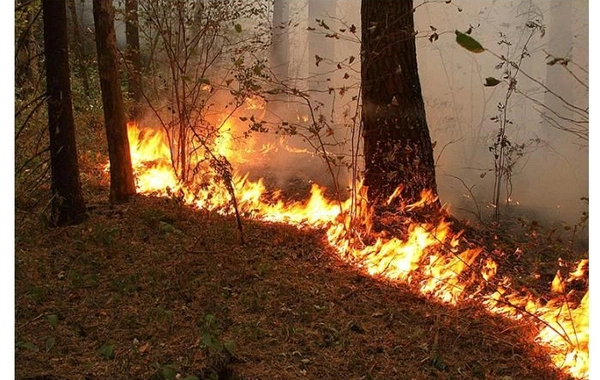 Qızılağac qoruğunda yanğın olub
