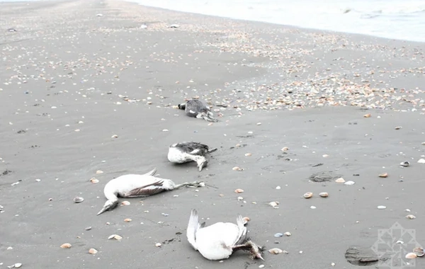 На побережье Каспия в Хачмазе погибли тысячи поганок