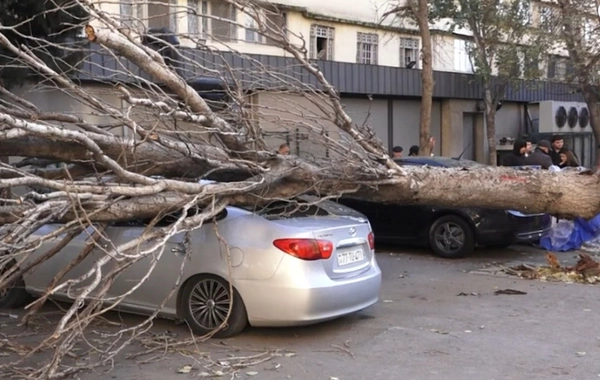 В Баку дерево рухнуло на припаркованный автомобиль: есть пострадавший
