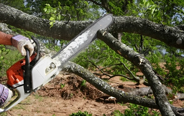 Son bir həftədə ağacların qanunsuz kəsilməsi nəticəsində yaşıllıqlara 133 min manatdan çox ziyan dəyib - RƏSMİ