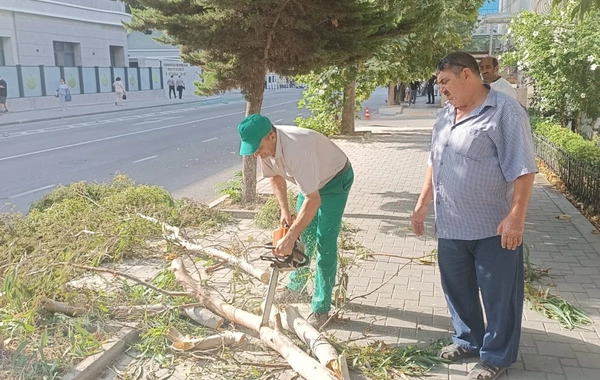 Bakıda güclü külək 7 ağacı aşırıb, 22 budağı sındırıb