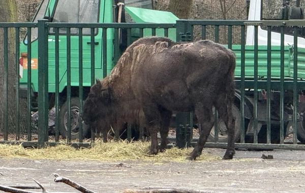 Almaniyadan Azərbaycana 18 zubr yola salınıb