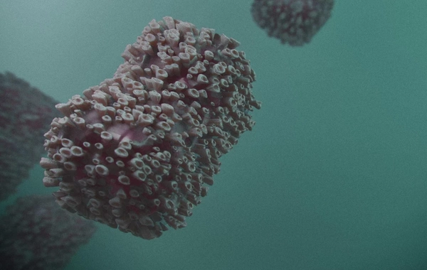 Qalisiyada meymunçiçəyi yayılıb: 9 yoluxma faktı