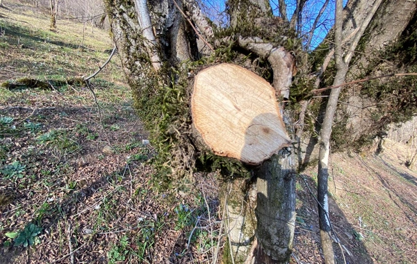 Qəbələdə meşə fondu torpağında qanunsuz tikinti aşkarlanıb, qanunamüvafiq tədbirlər görülüb