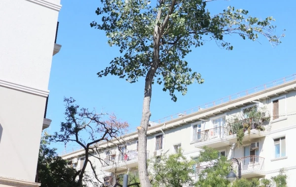 Bakıda güclü küləklərlə bağlı qabaqlayıcı tədbirlər görülüb