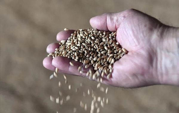 В Армении ждут новые партии зерновых транзитом через территорию Азербайджана и Грузии