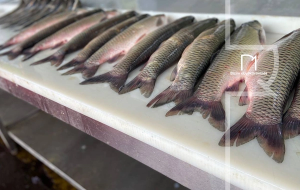 Ət əvəzinə hamı balıq alır - Bazarda SON QİYMƏTLƏR