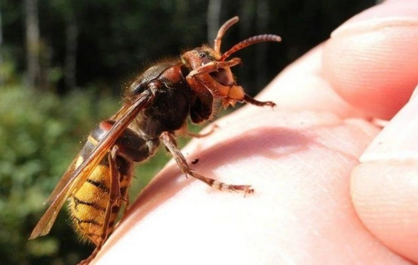 В Азербайджане мужчина погиб из-за одного укуса пчелы