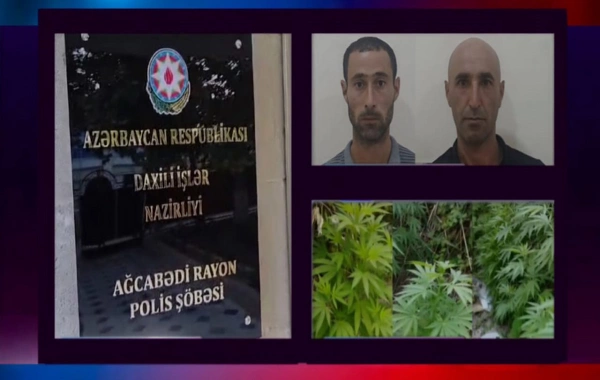 Ağcabədidə çətənə bitkisinin kultivasiyasını təşkil edənlər tutulub