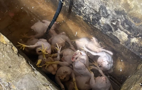 Masallıda toyuq kəsimi sahələrində nöqsanlar aşkarlanıb