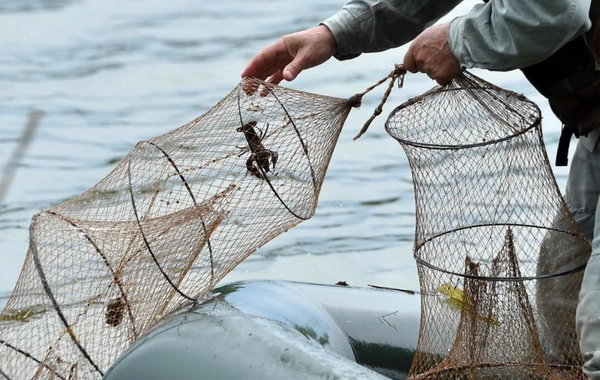 Qanunsuz balıq ovu ilə bağlı XƏBƏRDARLIQ