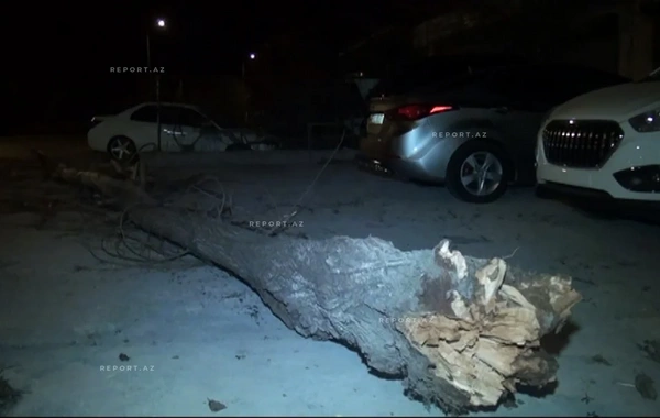 Güclü külək Mingəçevirdə fəsadlar törədib, bir neçə ağac aşıb