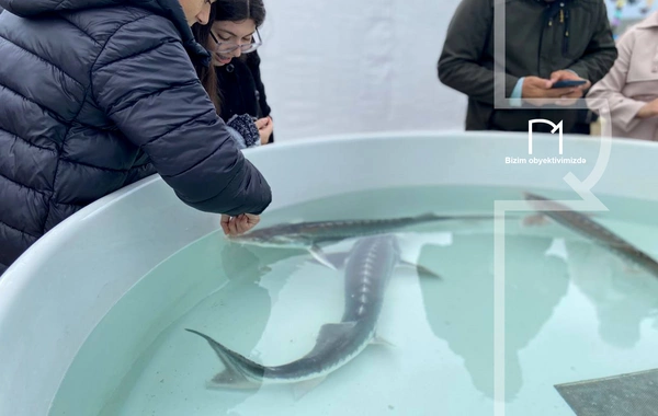 Neftçalada rayonunda "I Balıq" Festivalı keçirilib