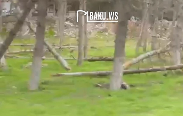 Biləcəridə ACINACAQLI HAL - Ağacları kütləvi məhv edən kimlərdir?