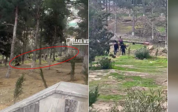 Sumqayıtda Göyərçin abidəsinin ətrafındakı ağaclar kəsilir