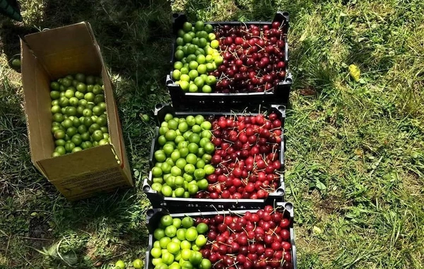 Gilas və alçanın qiyməti nə vaxtdan ucuzlaşacaq? - AÇIQLAMA