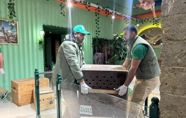 "Poniland"də qanunsuz saxlanılan vəhşi heyvanlar xilas edilib