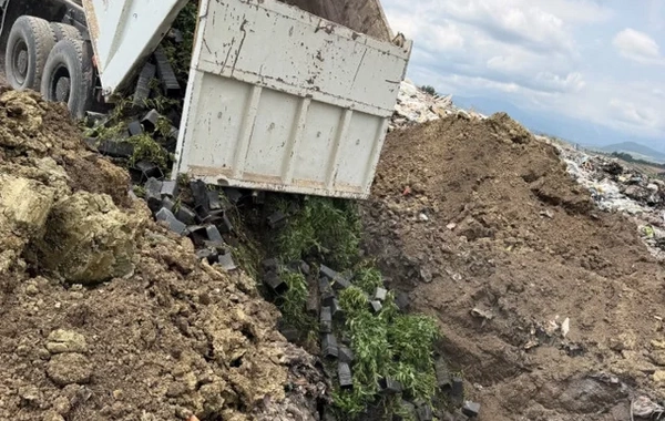 İdxal olunan nektarin tingində gavalının cibcibə virusu aşkarlanıb