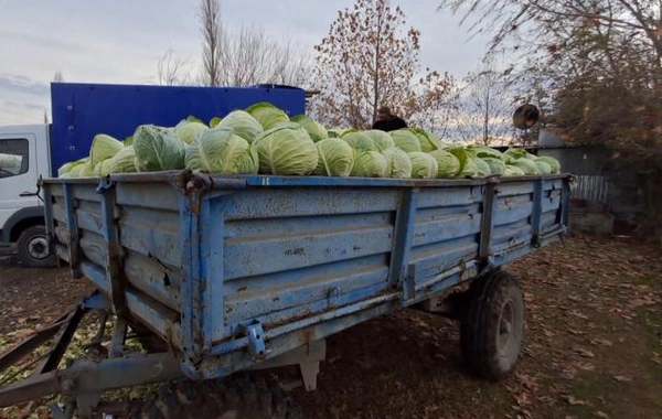 Kələm sahələrdə qalıb - Fermerlər ÇARƏSİZDİR VİDEO