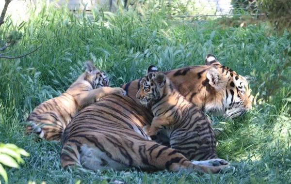 Bakı Zooloji Parkında Amur pələngi balaları dünyaya gəlib
