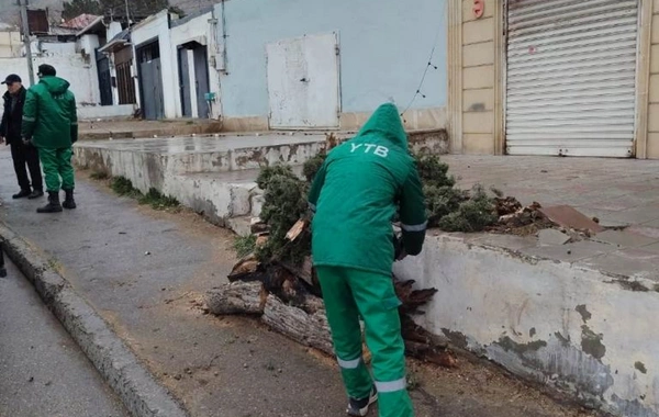 Güclü külək Bakıda 37 ağacı sındırıb