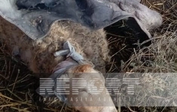 Kürdəmirdə canavarlar daha bir kəndə hücum edib