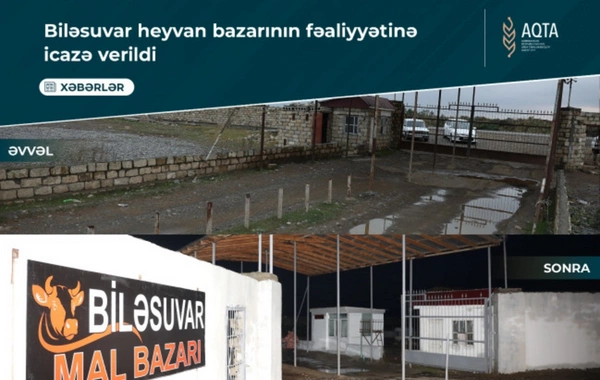 Biləsuvarda heyvan bazarı yenidən fəaliyyətə başlayıb