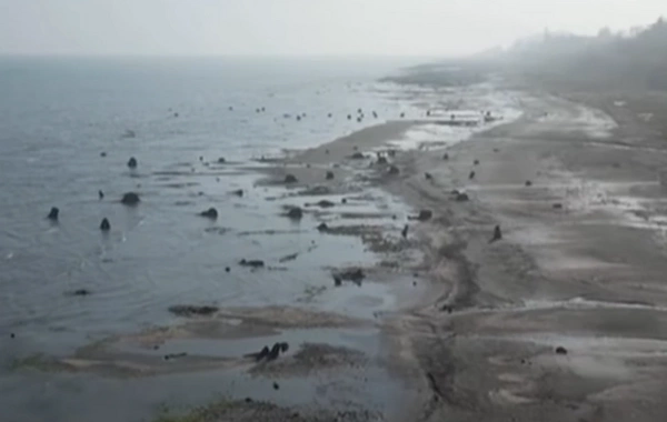 Xəzər çəkildikcə MİSTİK TAPINTILAR çoxalır: Qədim meşənin qalıqları aşkar edilib