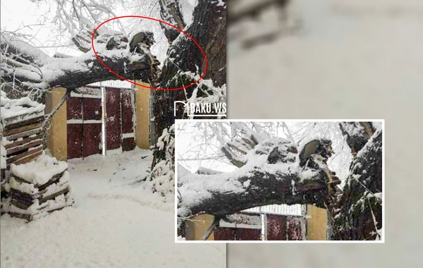 Güclü qar ağacı evin qapısına aşırdı - Sakinlər çətin vəziyyətdə qaldı