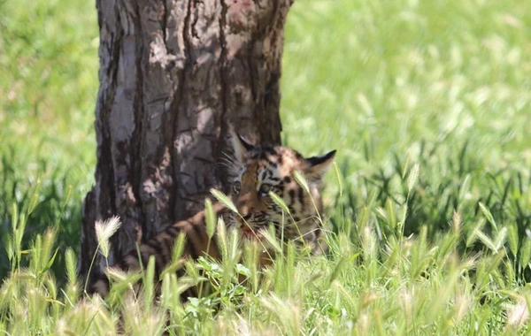 Bakı Zooloji Parkında Amur pələngi balaları dünyaya gəlib