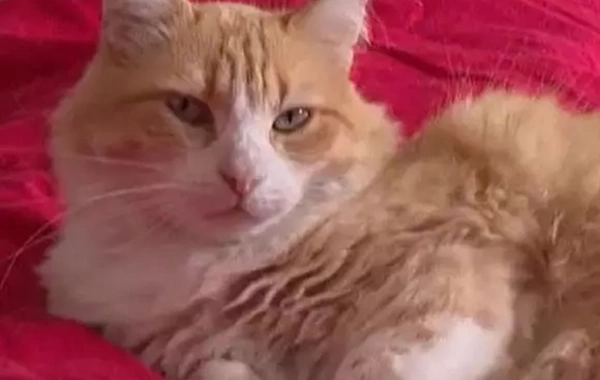 Dünyada BİR İLK! Pişiyin məhkəməsi oldu - Ona cəza verildi