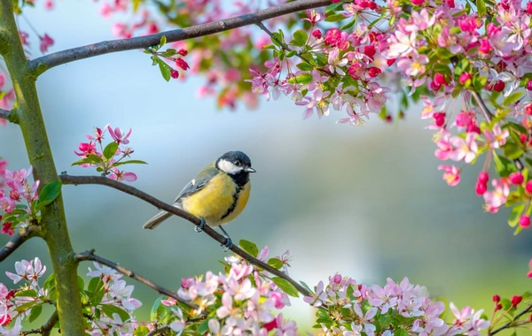 Azərbaycana yaz fəsli daxil olub