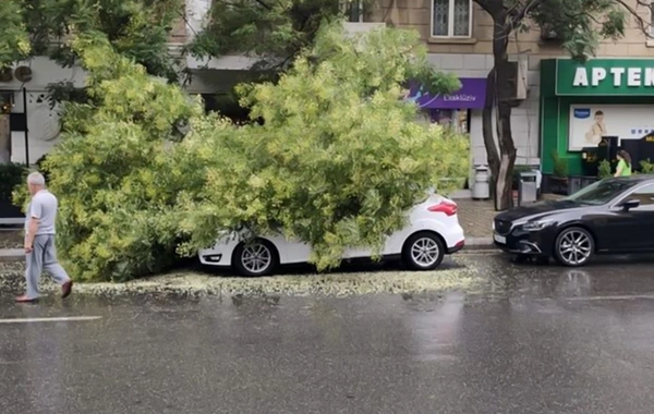 "Targovu"da ağac "Mercedes"in üstünə aşıb