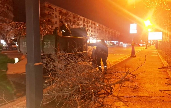 Bakıda güclü külək 78 ağacı aşırdı, 40 ağacın budaqları qırıldı
