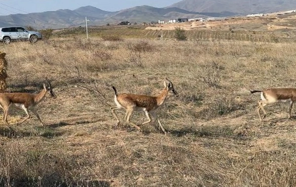 Cəbrayıla yeddi baş ceyran buraxılıb