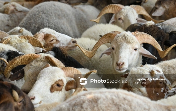 На рынке мяса наблюдается оживление: как это отразилось на ценах?