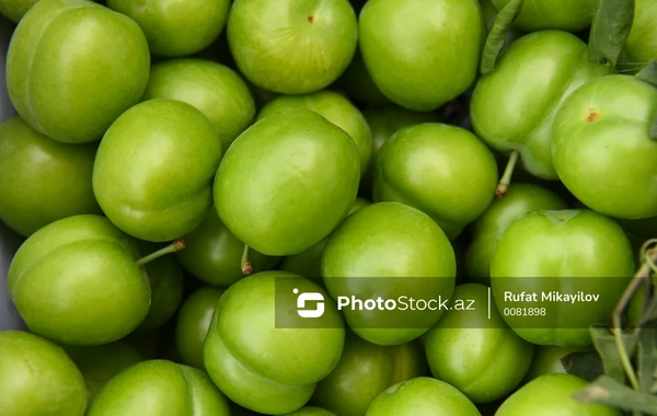 Azərbaycanda alça bağlarında DƏHŞƏTLİ xəstəlik yayıldı