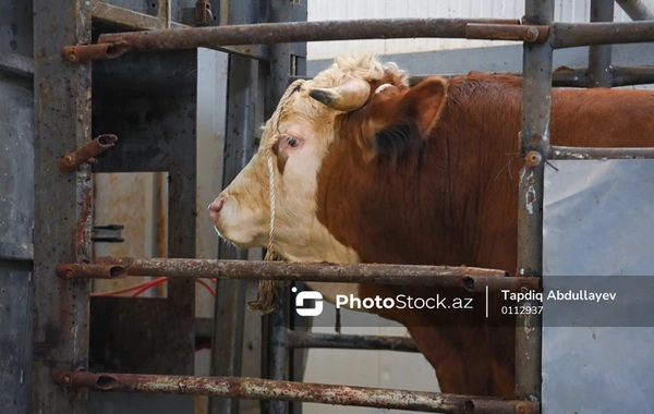 Бардинский животноводческий рынок начал работу с новыми условиями для торговцев