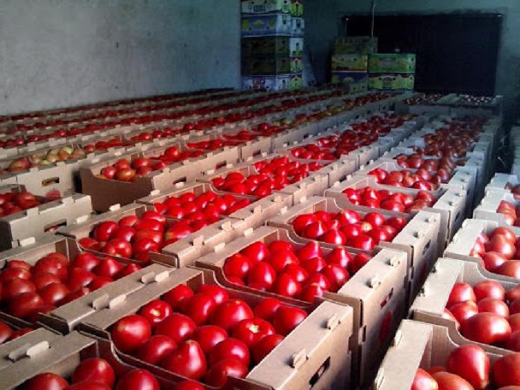 Rusiyanın Azərbaycandan pomidor və alma ixracına qoyulmuş qadağa ilə bağlı araşdırmalar aparılır