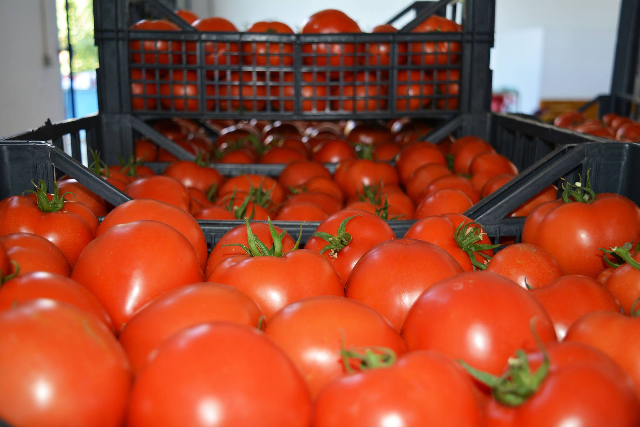 Rusiya Azərbaycana tətbiq etdiyi pomidor qadağasını qismən aradan qaldırdı